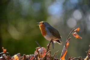 Compressed_0394.jpg Compressed_0394.jpg