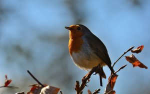 Compressed_0395.jpg Compressed_0395.jpg