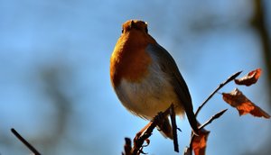 Compressed_0397.jpg Compressed_0397.jpg