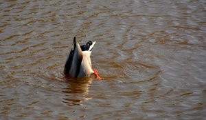 Compressed_0403.jpg Compressed_0403.jpg