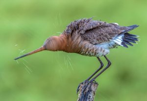 13248494_243223989377167_2876242268797375966_o.jpg 13248494_243223989377167_2876242268797375966_o.jpg