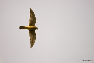 Small_DSC_015412.jpg Small_DSC_015412.jpg