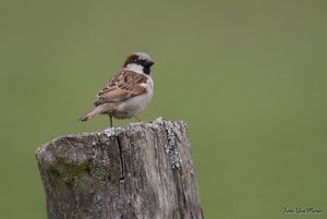 Small_DSC_015515.jpg Small_DSC_015515.jpg