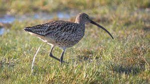 _Y0A0300.jpg _Y0A0300.jpg