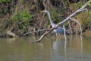 Chiquita_DSC_0780.jpg Chiquita_DSC_0780.jpg