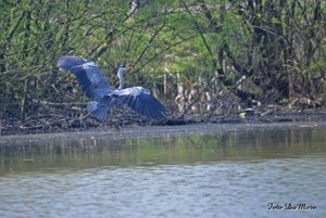 Chiquita_DSC_0786.jpg Chiquita_DSC_0786.jpg