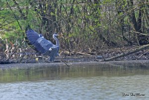 Chiquita_DSC_0787.jpg Chiquita_DSC_0787.jpg