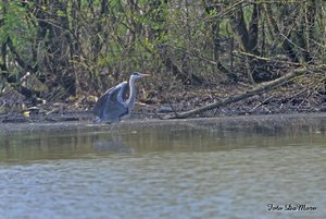 Chiquita_DSC_0788.jpg Chiquita_DSC_0788.jpg