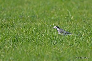 Chiquita_DSC_0727.jpg Chiquita_DSC_0727.jpg