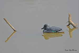 Chiquita_DSC_0795.jpg Chiquita_DSC_0795.jpg