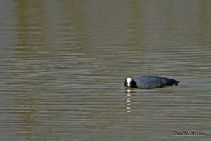 Chiquita_DSC_0776.jpg Chiquita_DSC_0776.jpg