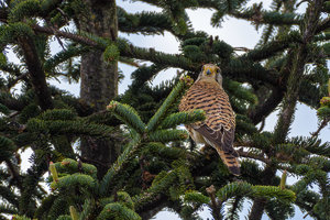 ExLR DSC_2903-Bearbeitet-2.jpg