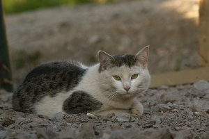 Forum SDIM1606cr SD14 + Alu-Sonnar 4,0 135mm©PPf.jpg