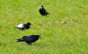 comp_KrähenVögel.jpg