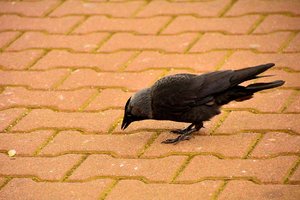 comp_Harle 17Harlesiel.jpg