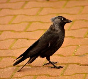 comp_Harle 18Harlesiel.jpg