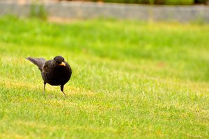 comp_Harle 31Harlesiel.jpg