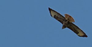 Bussard Ehrenfriedhof (1).jpg