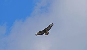 Bussard Ehrenfriedhof (2).jpg