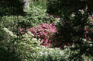 Bäume Lütetsburgpark (2).jpg