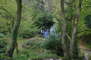 Bäume Lütetsburgpark (3).jpg