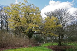 Bäume Lütetsburgpark (4).jpg