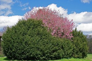 Bäume Lütetsburgpark (5).jpg