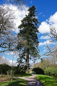 Bäume Lütetsburgpark (6).jpg