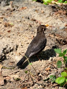 comp_23Amsel.jpg