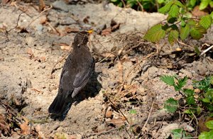 comp_24Amsel.jpg