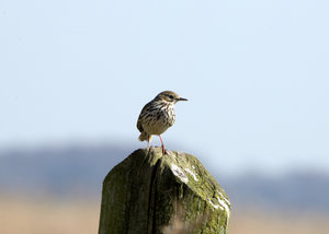 Wiesenpieper1 (1).jpg