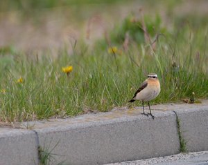 comp_14Scchmätzer.jpg comp_14Scchmätzer.jpg