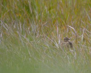 comp_5Scchmätzer.jpg comp_5Scchmätzer.jpg