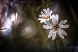 comp_ME8A7321-Bearbeitet.jpg comp_ME8A7321-Bearbeitet.jpg