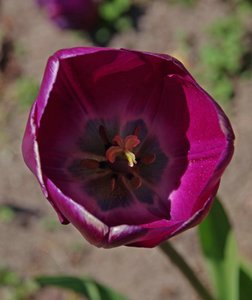 Tulpe (2).jpg