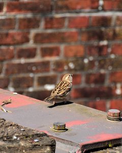 comp_17Treffen.jpg comp_17Treffen.jpg