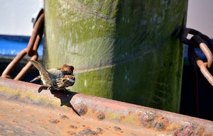 comp_47Treffen.jpg comp_47Treffen.jpg