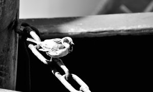 comp_49Treffen.jpg comp_49Treffen.jpg