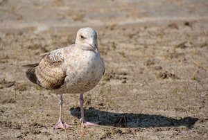 comp_55Treffen.jpg comp_55Treffen.jpg