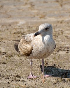 comp_56Treffen.jpg comp_56Treffen.jpg