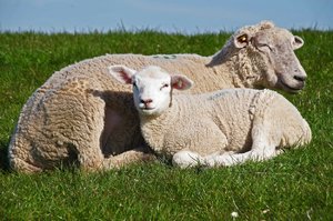 Schafe Bensersiel (2).jpg