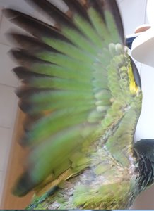 Lora 2.jpg Lora 2.jpg