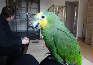 Lora 4.jpg Lora 4.jpg