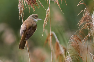 _MG_9536.jpg _MG_9536.jpg