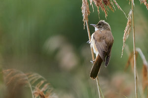 _MG_9545.jpg _MG_9545.jpg