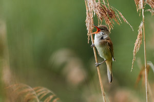 _MG_9563.jpg _MG_9563.jpg