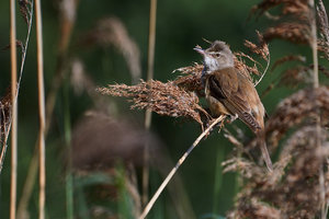 _MG_9592.jpg _MG_9592.jpg