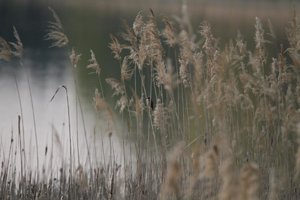 IMG_2020_CR2_embedded.jpg IMG_2020_CR2_embedded.jpg