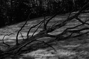 Forum DSC03127rawpsfbw Nex5r + Jupiter 9 2,0 85mm©PPf.jpg