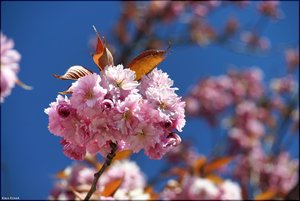 182 Nordsee 2017.jpg